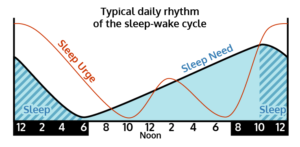 circadian-rhythm-and-fatigue