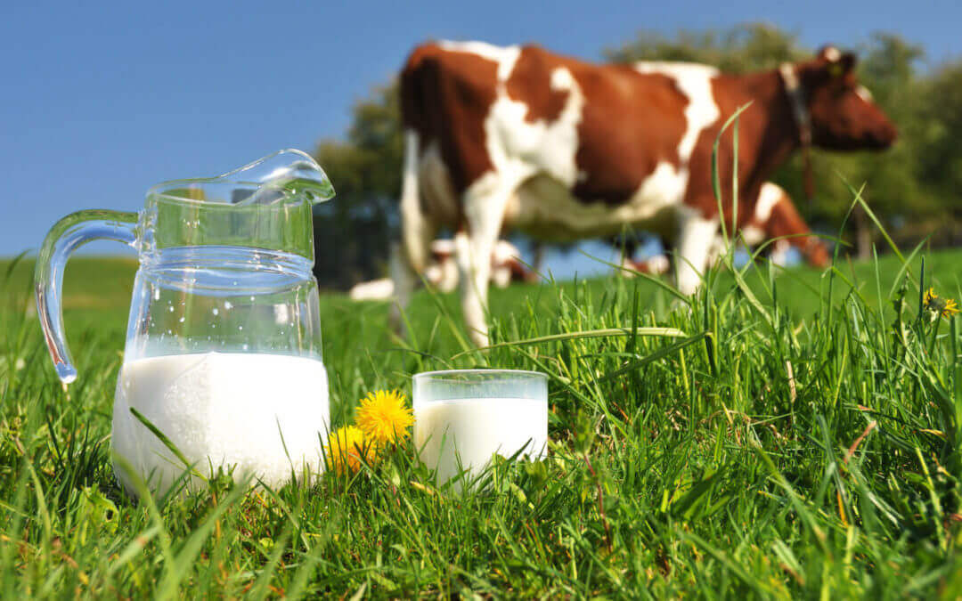 Αγελαδινό γάλα: Αιτία αυτισμού;